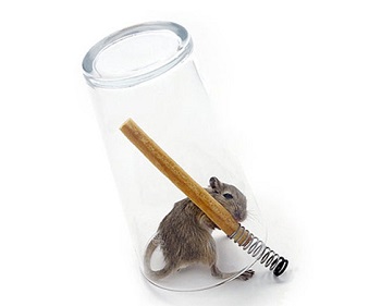 Create Your Own Homemade Rat Trap