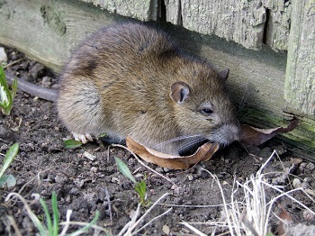 Learn and Understand All of the Different Rat Breeds