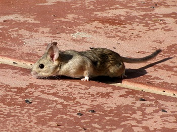 repel-rodents-rat-control