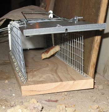 Find the Best Rat Trap Bait