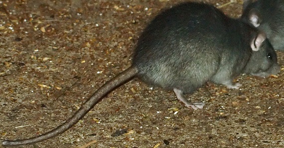repel-rodents-rat