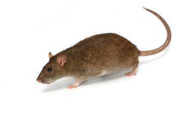 In-Depth Guide on Brown Rats