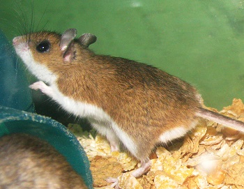 Deer Mice In-Depth
