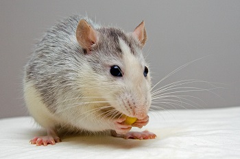 The Different Types of Mice