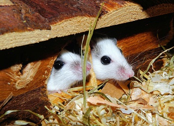 Diseases Spread by Mice