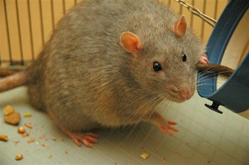 Diseases Spread By Rats