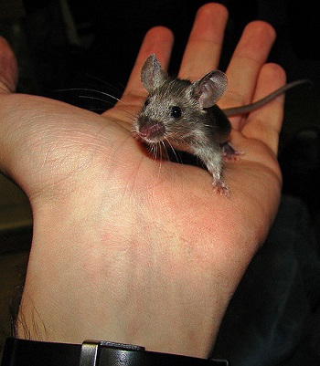 House Mice In-Depth