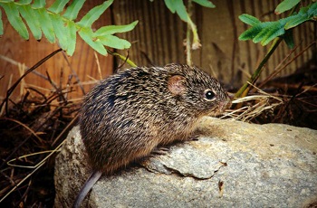 Marsh Rice Rats In-Depth