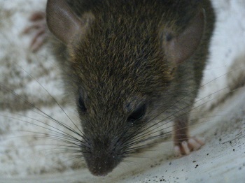 Marsh Rice Rats 2