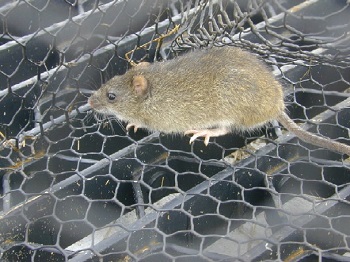 Marsh Rice Rats