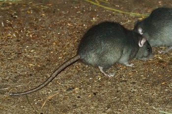 Understanding Rat Extermination