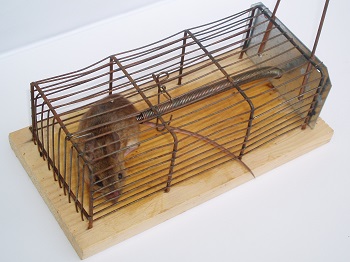 Tips & Tricks On How to Remove Rats