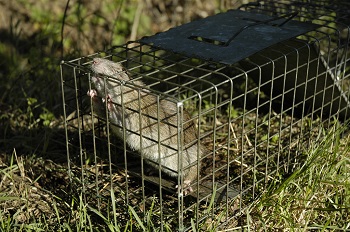 Finding a Rodent Exterminator Near You